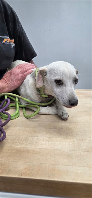 Shelter Stray Male Dog last seen Near BLOCK N THIRD ST, INYOKERN CA 93527, 3951 Fruitvale Ave, Bakersfield, CA 93308, USA