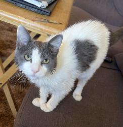 Reunited Male Cat last seen In the Westwood area: Freeway Dr, Foothill Blvd, Old Sonoma, Laurel St., St. Thomas Aquinas Catholic Church , Napa, CA 94558