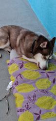 Reunited Unknown Dog last seen Near Ballard dr melb fl 32935, Melbourne, FL 32935