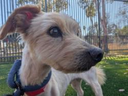 Shelter Stray Male Dog last seen , 3201 Lacy St, Los Angeles, CA 90031, USA