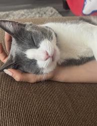 Lost Male Cat last seen Shepherd and Maple, Fresno, CA 93720