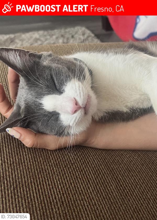Lost Male Cat last seen Shepherd and Maple, Fresno, CA 93720