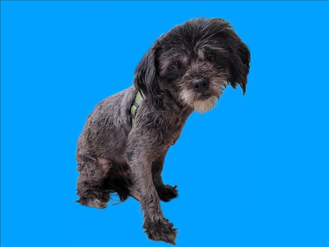 Shelter Stray Male Dog last seen , 3201 Lacy St, Los Angeles, CA 90031, USA