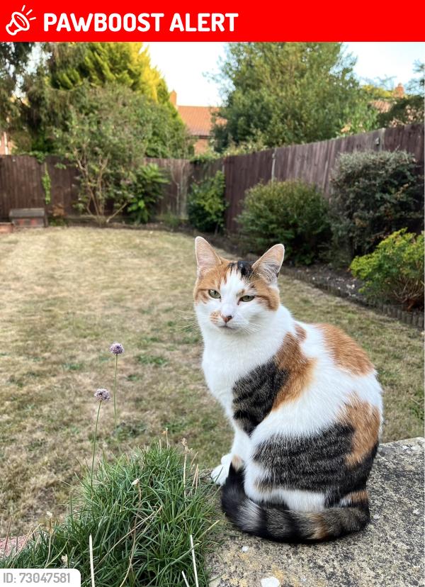 Lost Female Cat last seen South hill park , Berkshire, England RG12
