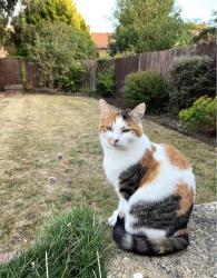Lost Female Cat last seen South hill park , Berkshire, England RG12