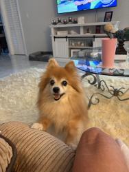 Lost Female Dog last seen Salon and Sandalwood Dr, Dunedin, FL 34698