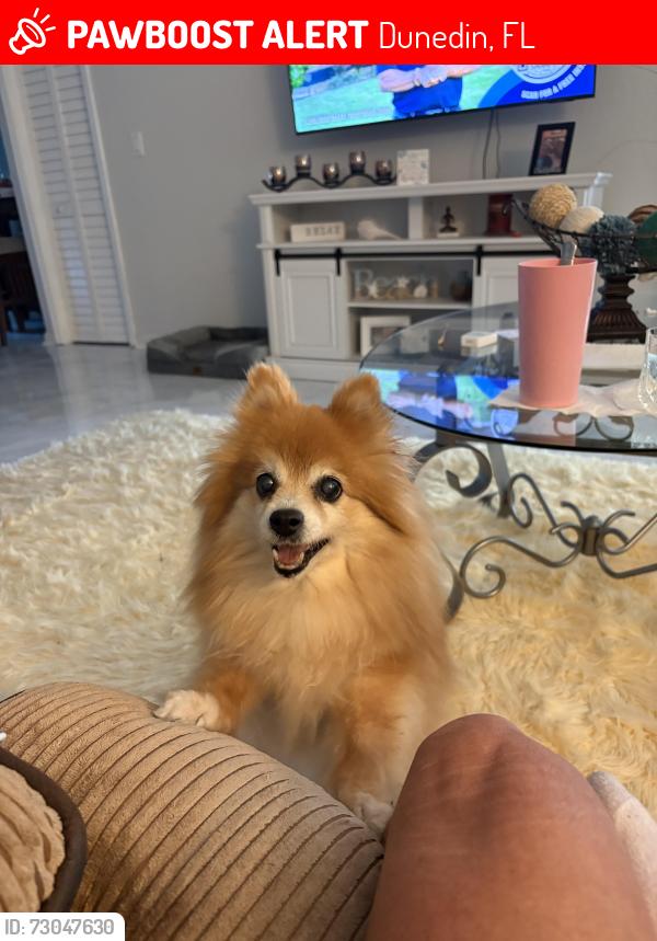 Lost Female Dog last seen Salon and Sandalwood Dr, Dunedin, FL 34698