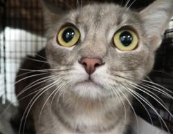 Shelter Stray Female Cat last seen , 1850 W 60th St, Los Angeles, CA 90047, USA