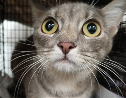 Shelter Stray Female Cat last seen , 1850 W 60th St, Los Angeles, CA 90047, USA