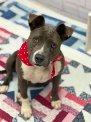 Shelter Stray Female Dog last seen Near BLOCK MEYERS RD, DETROIT, MI 48227, 7401 Chrysler Dr, Detroit, MI 48211, USA