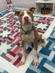 Shelter Stray Male Dog last seen Near BLOCK PASADENA ST, DETROIT, MI 48238, 7401 Chrysler Dr, Detroit, MI 48211, USA