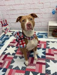 Shelter Stray Female Dog last seen Near BLOCK HAZELRIDGE ST, DETROIT MI 48205, 7401 Chrysler Dr, Detroit, MI 48211, USA