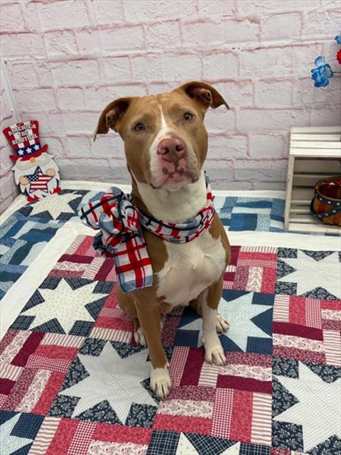 Shelter Stray Female Dog last seen Near BLOCK HAZELRIDGE ST, DETROIT MI 48205, 7401 Chrysler Dr, Detroit, MI 48211, USA