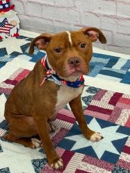 Shelter Stray Male Dog last seen Near BLOCK OAKMAN BLVD, DETROIT, MI 48238, 7401 Chrysler Dr, Detroit, MI 48211, USA
