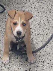 Shelter Stray Female Dog last seen GOULBURN AVE/MINDEN AVE DETROIT MI 48205, 7401 Chrysler Dr, Detroit, MI 48211, USA