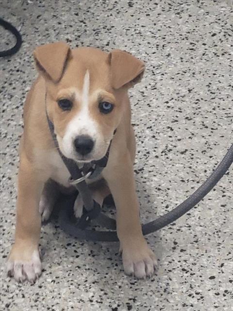 Shelter Stray Female Dog last seen GOULBURN AVE/MINDEN AVE DETROIT MI 48205, 7401 Chrysler Dr, Detroit, MI 48211, USA