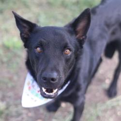 Shelter Stray Male Dog last seen W MARTIN, 4710 TX-151, San Antonio, TX 78227, USA