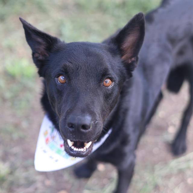 Shelter Stray Male Dog last seen W MARTIN, 4710 TX-151, San Antonio, TX 78227, USA