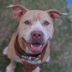 Shelter Stray Female Dog last seen Near BLOCK AARON PL, 4710 TX-151, San Antonio, TX 78227, USA