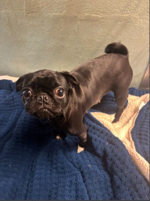 Shelter Stray Female Dog last seen HEIL/LA VILLA LANE, 92649, 6443 Oak Canyon, Irvine, CA 92618, USA