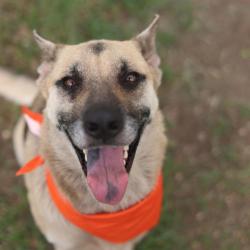 Shelter Stray Female Dog last seen Near BLOCK GOLIAD, 4710 TX-151, San Antonio, TX 78227, USA