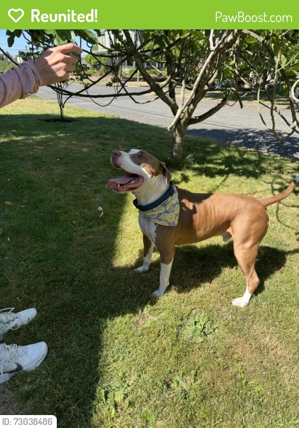 Reunited Unknown Dog last seen N 8th and Ainsworth, Tacoma, WA 98403