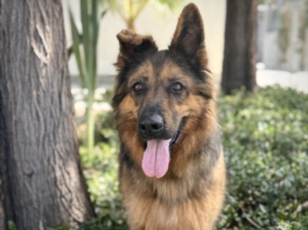 Shelter Stray Female Dog last seen , West Valley Animal Shelter, 20655 Plummer St, Chatsworth, CA 91311, USA