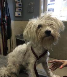Shelter Stray Female Dog last seen Near BLOCK FWY / ADAMS ST, RIVERSIDE CA, 6851 Van Buren Boulevard, Jurupa Valley, CA 92509, USA