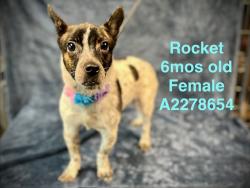 Shelter Stray Female Dog last seen , West Valley Animal Shelter, 20655 Plummer St, Chatsworth, CA 91311, USA