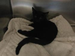 Shelter Stray Female Cat last seen Near BLOCK AVENUE 42, INDIO, CA, Thousand Palms, CA, USA