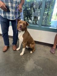Shelter Stray Male Dog last seen , West Valley Animal Shelter, 20655 Plummer St, Chatsworth, CA 91311, USA