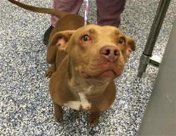 Shelter Stray Female Dog last seen Near BLOCK COMMANCHE ST, INDIO, CA, Thousand Palms, CA, USA