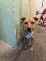 Shelter Stray Male Dog last seen FOLSOM BLVD & JACKSON RD, 2127 Front St, Sacramento, CA 95818, USA