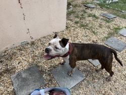 Found/Stray Male Dog last seen MLK & Greenwood, Riviera Beach, FL 33404