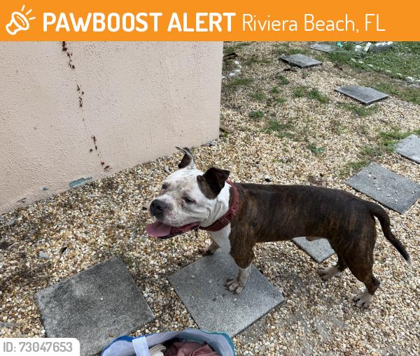 Found/Stray Male Dog last seen MLK & Greenwood, Riviera Beach, FL 33404
