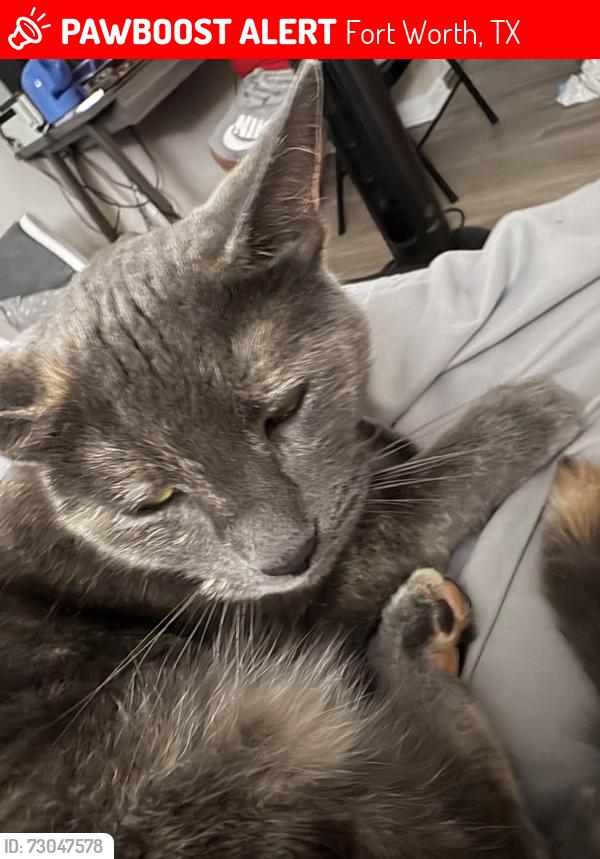Lost Female Cat last seen Woodhaven, Fort Worth, TX 76112