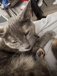 Lost Female Cat last seen Woodhaven, Fort Worth, TX 76112