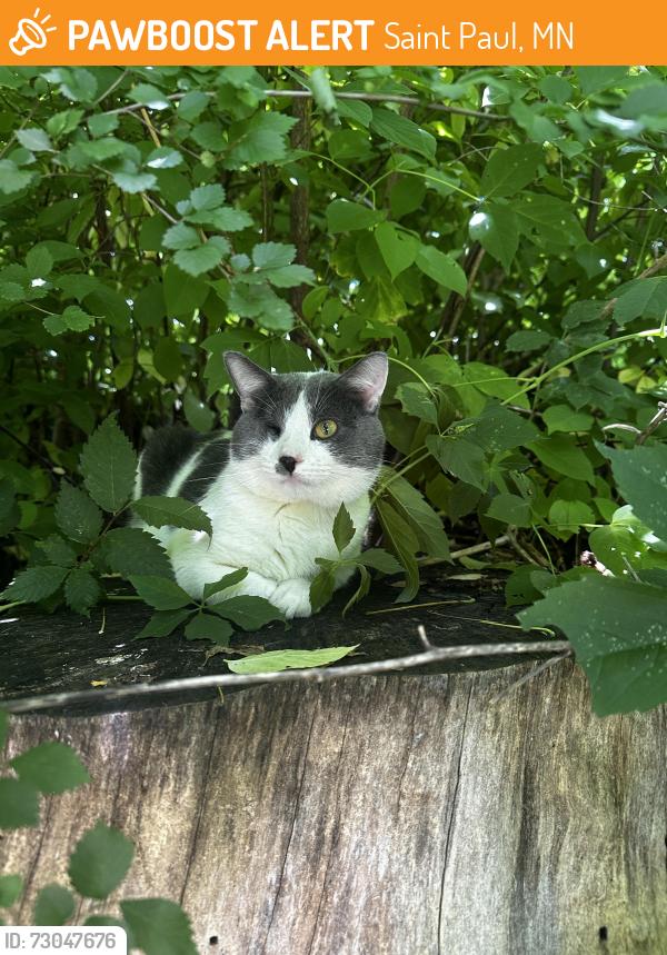 Found/Stray Male Cat last seen Jessie st and Lawson ave, Saint Paul, MN 55130