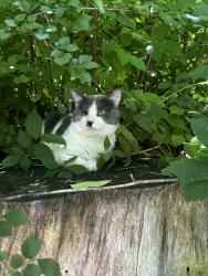 Found/Stray Male Cat last seen Jessie st and Lawson ave, Saint Paul, MN 55130