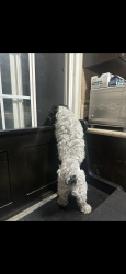 Lost Male Dog last seen Etiwanda and Pepper, Rialto, CA 92376