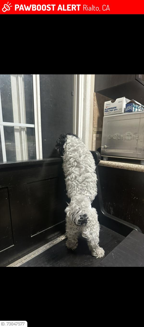 Lost Male Dog last seen Etiwanda and Pepper, Rialto, CA 92376