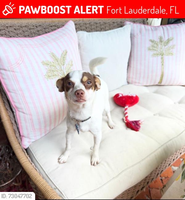 Lost Male Dog last seen hse, Fort Lauderdale, FL 33301