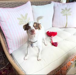 Lost Male Dog last seen hse, Fort Lauderdale, FL 33301