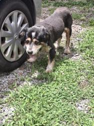 Found/Stray Male Dog last seen Wilkerson Rd SW, Rome, GA 30165