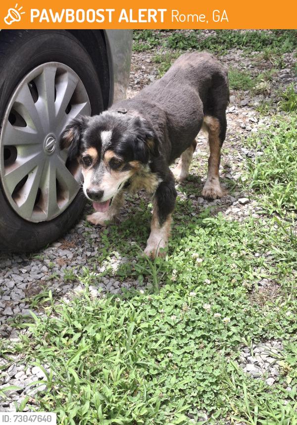 Found/Stray Male Dog last seen Wilkerson Rd SW, Rome, GA 30165