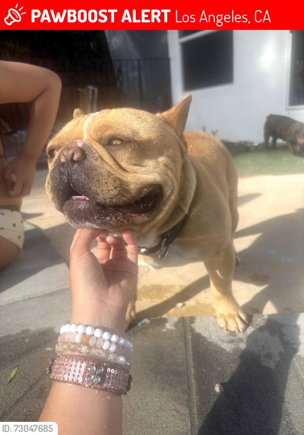 Lost Male Dog last seen Shirley/Roscoe, Los Angeles, CA 91324
