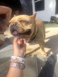 Lost Male Dog last seen Shirley/Roscoe, Los Angeles, CA 91324