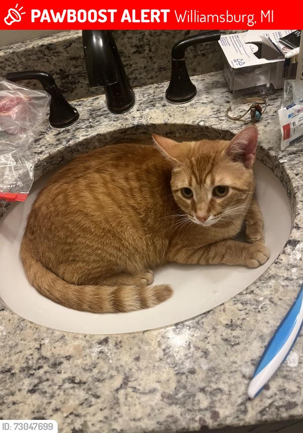 Lost Male Cat last seen Lackey rd deal rd broomhead rd, Williamsburg, MI 49690