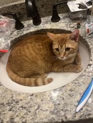 Lost Male Cat last seen Lackey rd deal rd broomhead rd, Williamsburg, MI 49690