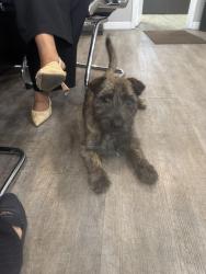 Lost Male Dog last seen Near Sturgeon lane, Las Vegas, NV 89110